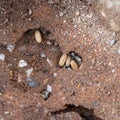 Black garden ants, Lasius niger living under aptio, here with cocoons and larvae of new queens, prior to Flying Ant Day Royalty Free Stock Photo