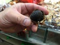 Black Garlic or Aged Garlic