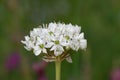 Black garlic Allium nigrum close-up of white flowers