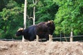 Black gaur