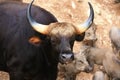 Black gaur