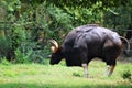 Gaur roaming in green grass