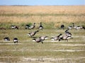 Black geese colony, Branta bernicla, on North Sea