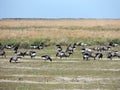 Black geese colony, Branta bernicla, on North Sea