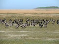 Black geese colony, Branta bernicla, on North Sea