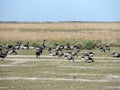 Black geese colony, Branta bernicla, on North Sea