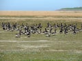 Black geese colony, Branta bernicla, on North Sea