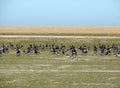 Black geese colony, Branta bernicla, on North Sea