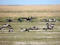Black geese colony, Branta bernicla, on North Sea