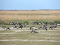 Black geese colony, Branta bernicla, on North Sea