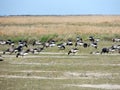 Black geese colony, Branta bernicla, on North Sea