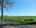 Black geese colony, Branta bernicla, North Sea in spring