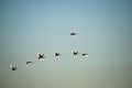 Black geese in flight