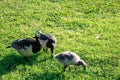 Black geese Kazarka with ptitsimi grazing in a meadow