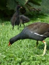 Black Geese