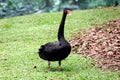 Black geese