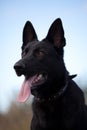 Black german sheepdog portrait