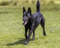Black german shepherd dog running over grass in summer Royalty Free Stock Photo