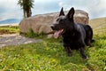 Black German Shepherd