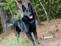 Black German Shepherd Adoption Photo