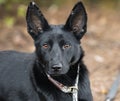 Black German Shepherd Belgian Malinois mix dog portrait Royalty Free Stock Photo