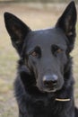 Black german shepherd dog intense expression gaze Royalty Free Stock Photo