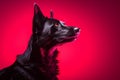 black german shepherd dog on pink background