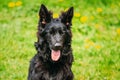 Black German Shepherd Dog Sit In Green Grass. Alsatian Wolf Dog Or German Shepherd Dog On Green Grass Background Royalty Free Stock Photo