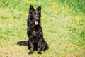 Black German Shepherd Dog Sit In Green Grass. Alsatian Wolf Dog Royalty Free Stock Photo