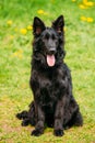 Black German Shepherd Dog Sit In Green Grass. Alsatian Wolf Dog Royalty Free Stock Photo