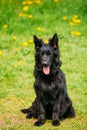 Black German Shepherd Dog Sit In Green Grass. Alsatian Wolf Dog Royalty Free Stock Photo