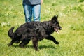 Black German Shepherd Dog Sit In Green Grass. Alsatian Wolf Dog Royalty Free Stock Photo