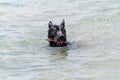 A black german shepherd dog swimming in the lake Royalty Free Stock Photo