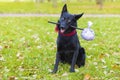 Black German shepherd dog traveler abandoned and left all alone on the road, street, sitting in park with stick in teeth Royalty Free Stock Photo