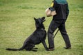 Black german shepherd doing bite and defense work with police dog handler Royalty Free Stock Photo
