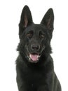 Black german shepherd