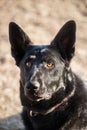 Black German Shepherd - Head Portrait - Police Dogs