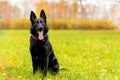 Black german shepherd with long tongue in autumn in the park. dog is waiting for the owner. command to sit, wait. obedience, pet Royalty Free Stock Photo