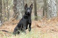Black German Shepherd Malinois Mix Breed Dog