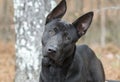 Black German Shepherd Mix Breed Dog With Big Ears