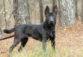 Black German Shepherd Malinois mix breed dog outside on leash Royalty Free Stock Photo