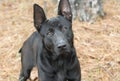 Black German Shepherd Malinois mix breed dog. Dog rescue pet adoption photo for humane society animal shelter. Stock sales support