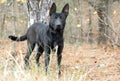 Black German Shepherd Malinois mix breed dog Royalty Free Stock Photo
