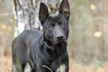 Black German Shepherd Malinois mix breed dog. Dog rescue pet adoption photo for humane society animal shelter. Stock sales support