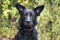 Black German Shepherd mix dog with big ears Royalty Free Stock Photo