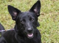 Black German Shepherd mix dog with big ears Royalty Free Stock Photo