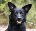 Black German Shepherd mix dog Royalty Free Stock Photo