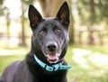 A black German Shepherd mixed breed dog outdoors Royalty Free Stock Photo