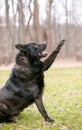 A black German Shepherd mixed breed dog raising its paw Royalty Free Stock Photo