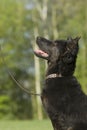 Black german shepherd puppy